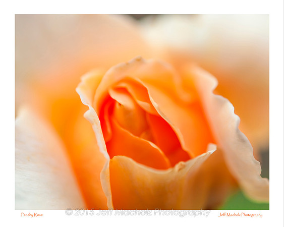 Peachy Rose