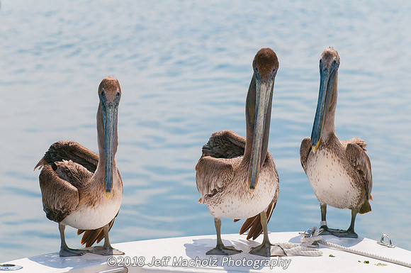 Huey, Louie and Dewey