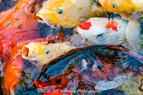 Feeding Frenzy II