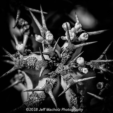 Flowers among the Thorns