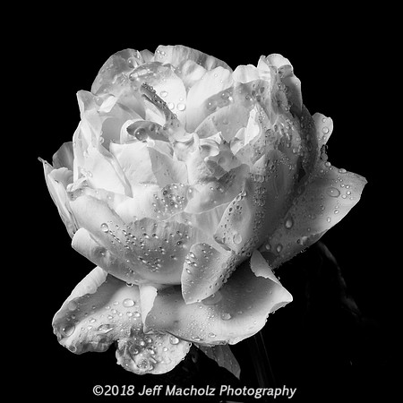 Pretty in Pink (black and white version)
