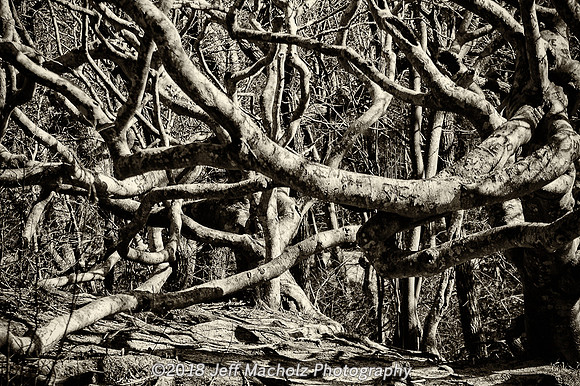 Tangled Web We Weave