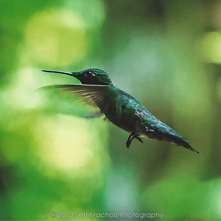 Hummingbird 11x11