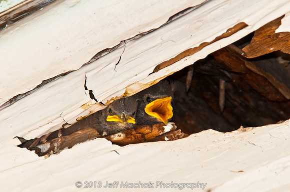 baby Birds 1